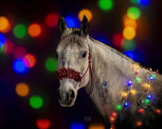 Horse with Christmas lights