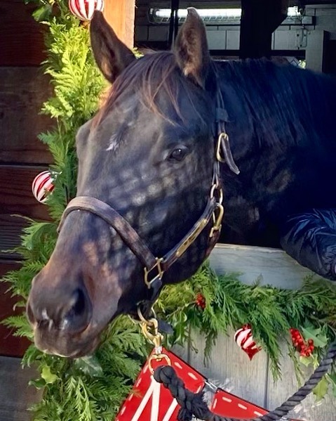 Christmas black horse