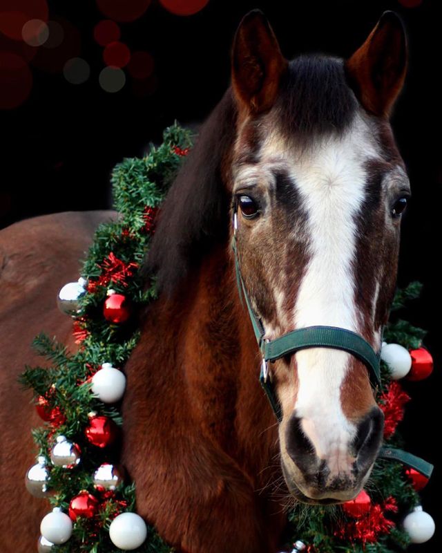 Christmas brown horse