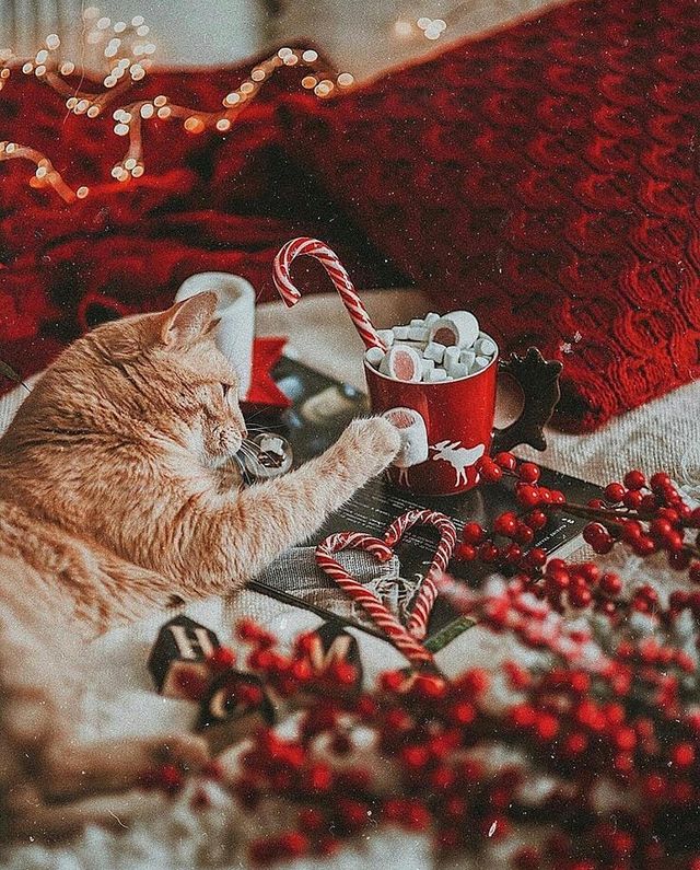 Red decoration with a cat